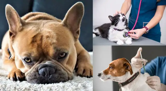 Si no se trata a tiempo puede causar la muerte del animalito.