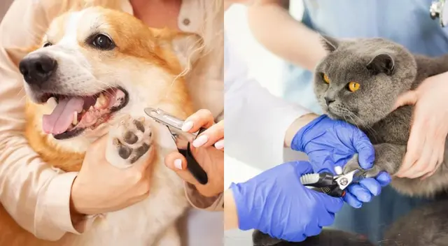 Para controlar el largo de las uñas de tu gato, pónle un rascador. Para controlar el largo de las uñas de tu gato, pónle un rascador.