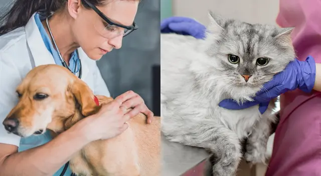 Lleva a tu engreído al veterinario si palpas bultos al acariciarlo. Lleva a tu engreído al veterinario si palpas bultos al acariciarlo.