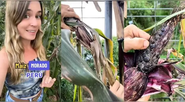 Joven española cosecha maíz morado en España, pero no fue lo que esperaba: "Solo un grano"