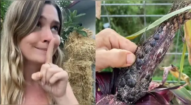 Joven española cosecha maíz morado en España, pero resultado deja en shock a miles en TikTok