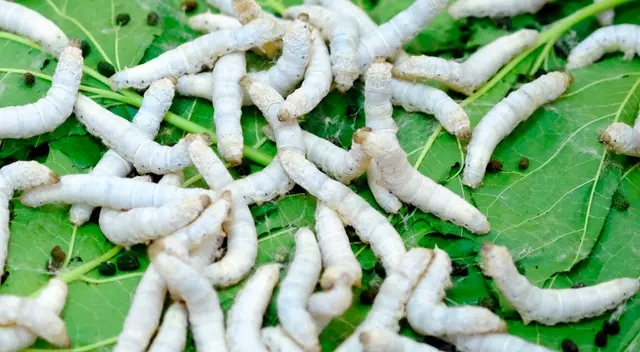 Conoce el significado de soñar con gusanos blancos.