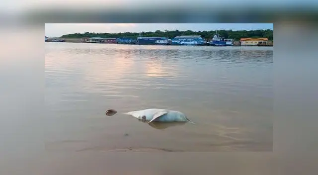 Encuentran más de 110 delfines de río muertos en un lago de la Amazonía brasileña