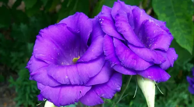 Conoce el significado de soñar con flores moradas. Conoce el significado de soñar con flores moradas.