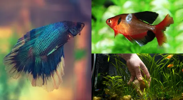 Un especialista debe recetarle un fungicida. Un especialista debe recetarle un fungicida.