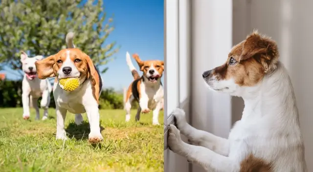 Algunos animales manifiestan agresividad. Algunos animales manifiestan agresividad.