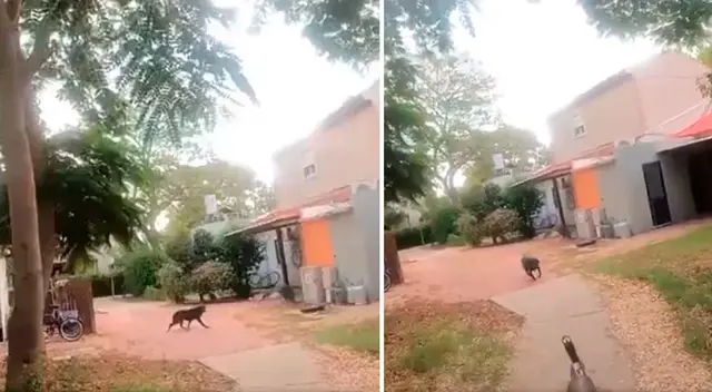 Terroristas de Hamás disparan a perro, sobrevive y lo rematan: grabaron el ataque Terroristas de Hamás disparan a perro, sobrevive y lo rematan: grabaron el ataque