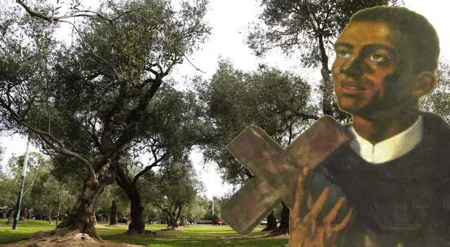 El Bosque El Olivar es uno de los recuerdos vivos de la historia de Lima.