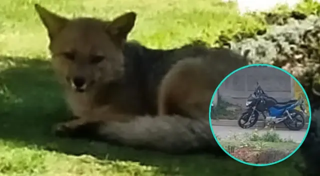 Ciudadanos de Huancayo encuentran a zorrito Run Run muerto. Ciudadanos de Huancayo encuentran a zorrito Run Run muerto.