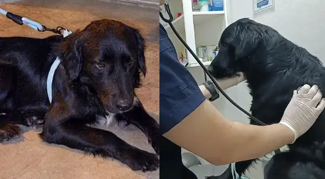 Firulais tiene nueva familia, pero aún extraña a su dueño con enfermedad terminal. Firulais tiene nueva familia, pero aún extraña a su dueño con enfermedad terminal.