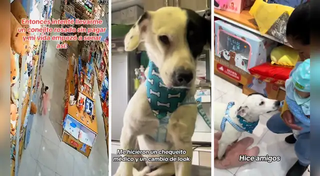 Perrito callejero 'roba' conejo de peluche de una tienda, pero sucede lo impensado