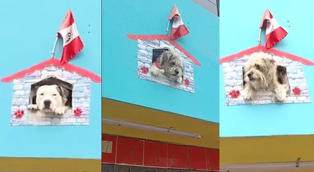 Milo, Luna y Urpi se han convertido en los ojos del barrio de Dulanto en el Callao.