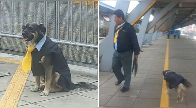 La tierna mascota se ha vuelto popular en la app china. La tierna mascota se ha vuelto popular en la app china.