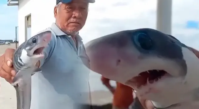 El tiburón fue hallado en la playa de Matacaballo, Sechura, Piura.