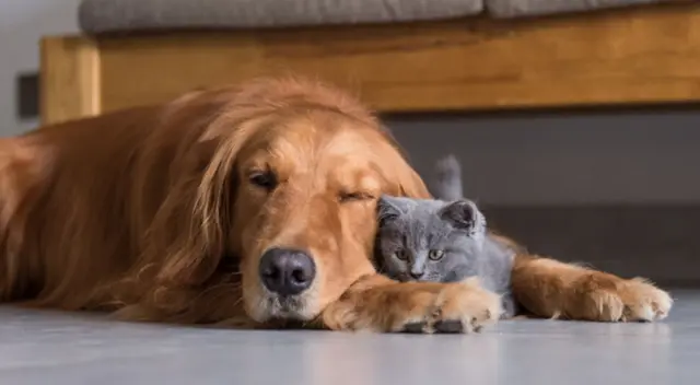 Experimentar la situación de ver a tu mascota fallecida es una situación compleja para una persona.