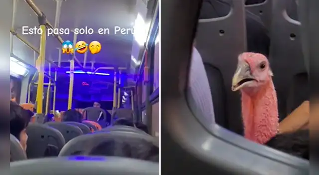 Peruana capta a mujer viajando con pavo en plena combi