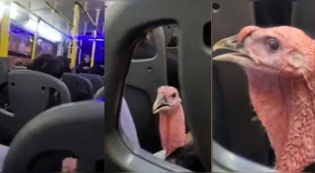 Peruana capta a un pavo viajando en combi y en TikTok bromean con la peculiar escena. Peruana capta a un pavo viajando en combi y en TikTok bromean con la peculiar escena.