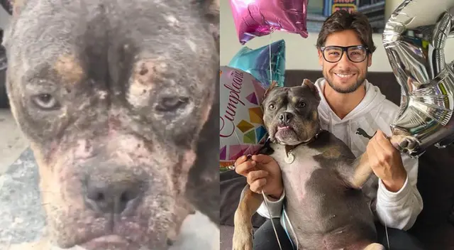 Conoce Menta, la perrita que rescató el actor Andrés Wiese.