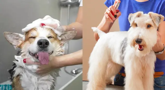 Solicita la limpieza de las glándulas anales a su veterinario. Solicita la limpieza de las glándulas anales a su veterinario.