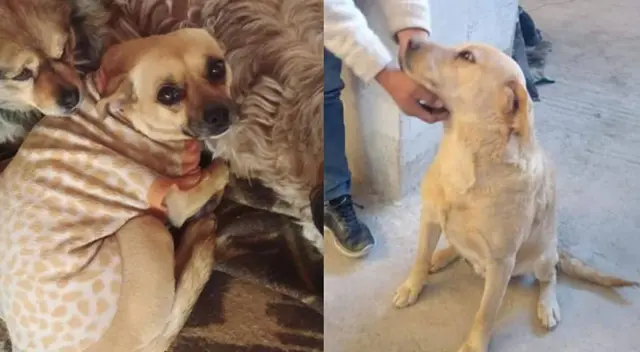 Perros fueron envenenados en urbanización del Cusco y todo quedó registrado en cámaras.