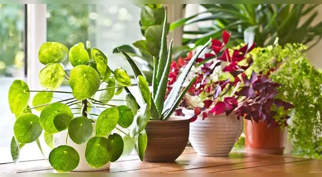 Con paciencia y mucho cuidado tus plantas estarán hermosas.