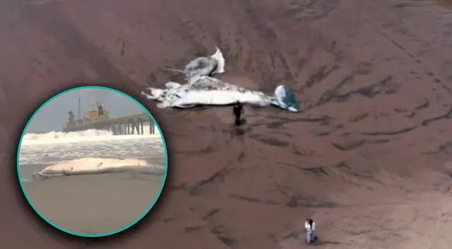 Ballena sin vida es encontrada en playa Conchán de Lurín.