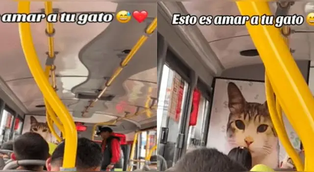 Chofer pega gigante foto de su gato en su combi y escena conmueve en TikTok.
