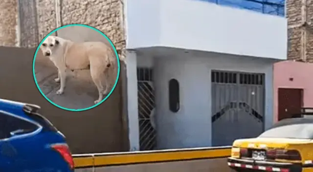 Perrito salva a toda una familia en Trujillo al apagar la mecha de un explosivo.