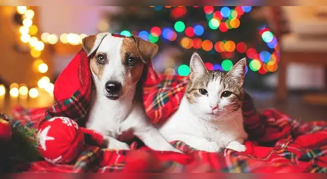 Una manera de engreír a nuestras mascotas es con un delicioso aperitivo.