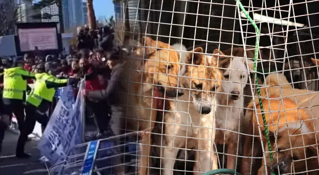 Corea del Sur prohíbe el consumo de la carne de perro, pero población de opone.