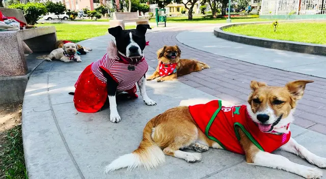 Se realizará el gran evento “Navidad Peluda 2023” Se realizará el gran evento “Navidad Peluda 2023”