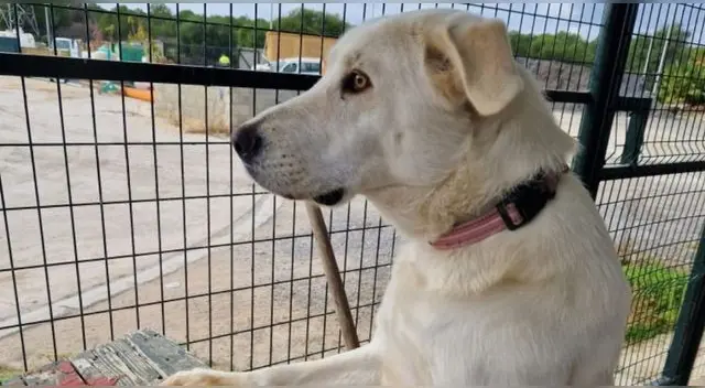 Pandora: la perrita que espera todos los días a sus dueños que la abandonaron en España. Pandora: la perrita que espera todos los días a sus dueños que la abandonaron en España.