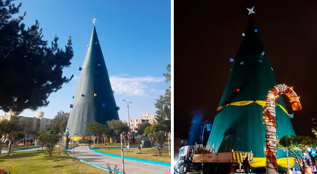 Conoce cuánto mide lo que sería el árbol más grande del Perú, en Tacna.