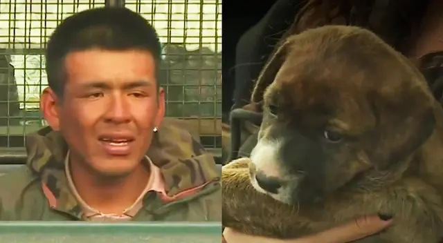 Testigo pudo rescatar a los cachorros con ayuda de los serenos de SMP.