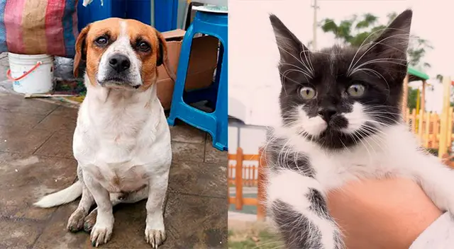 El sábado se realizará un evento benéfico para las mascotas abandonadas.