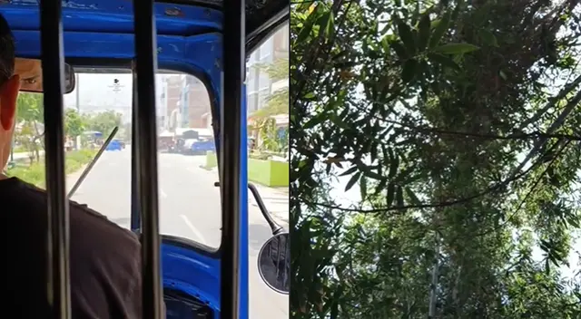 Selva escondida de San Juan de Lurigancho es la sensación en las redes sociales.