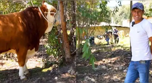 Le ofrecen 38 mil soles por su toro a ganadero cajamarquino y escena es viral en TikTok.