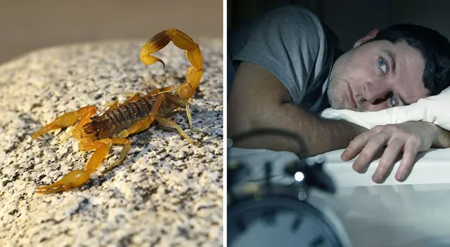 Descubre el principal motivo de soñar con alacranes.