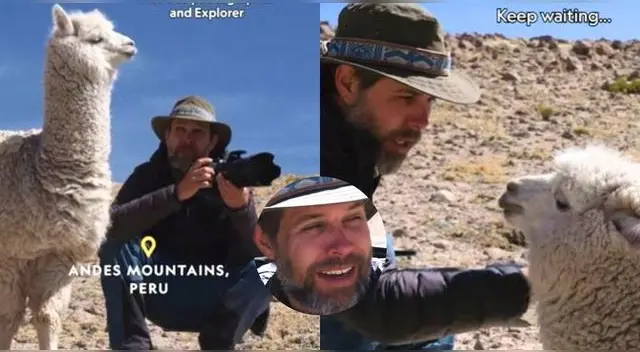 Fotógrafo de Nat Geo fue escupido por alpaca en plena sesión de fotos y es viral en TikTok.