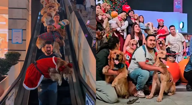 El desfile de los perros Golden Retriever causó gran emoción en Lima por Navidad. El desfile de los perros Golden Retriever causó gran emoción en Lima por Navidad.