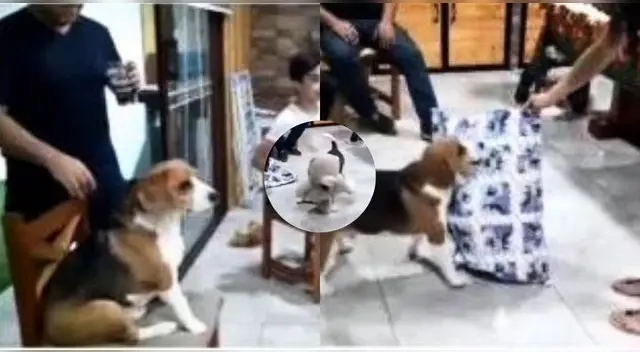 Sorprenden a perrito con regalo de Navidad y su reacción conmueve en TikTok. Sorprenden a perrito con regalo de Navidad y su reacción conmueve en TikTok.