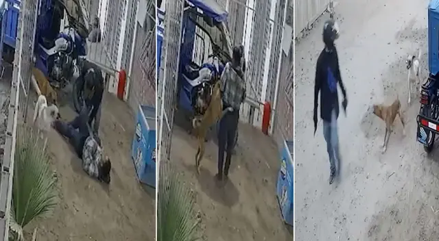 Perro defendió a su duelo de delincuente que lo amenazó con arma de fuego en Piura. Perro defendió a su duelo de delincuente que lo amenazó con arma de fuego en Piura.