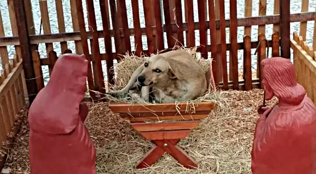Caramelo es una perrita de la calle que goza de la bondad de los vecinos de la zona.