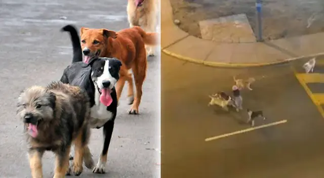 Vecinos de Ventanilla exigen a las autoridades más seguridad en el distrito. Vecinos de Ventanilla exigen a las autoridades más seguridad en el distrito.