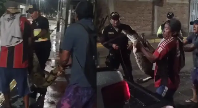 Cocodrilo es atrapado tras deambular durante la madrugada por las calles de Tumbes. Cocodrilo es atrapado tras deambular durante la madrugada por las calles de Tumbes.