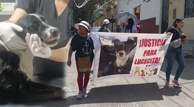 Perrita es víctima de maltrato animal en Moquegua y casi pierde la vida. Perrita es víctima de maltrato animal en Moquegua y casi pierde la vida.