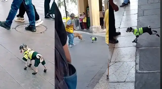 Perrito policía es la sensación en Jirón de la Unión.