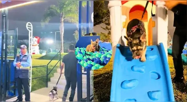 Peruana revela dónde queda el parque para perros en Lima y dato es viral en TikTok.