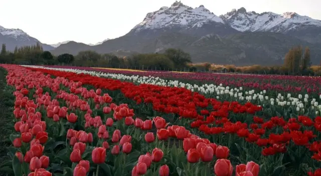 Uno de los sueños más recurrentes en las personas.