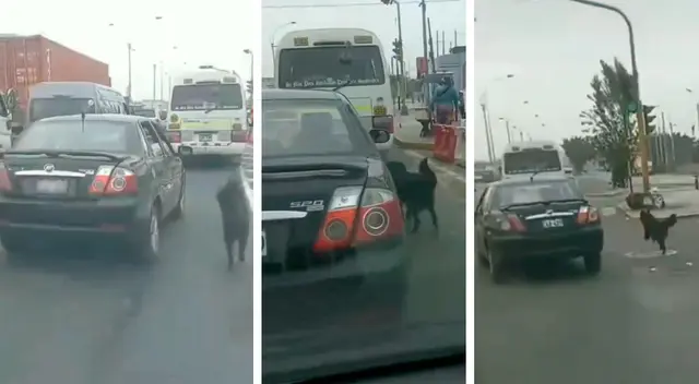 Familia abandona a perrito en plena autopista de Lima: Lo botaron del auto e intentaron darse a la fuga Familia abandona a perrito en plena autopista de Lima: Lo botaron del auto e intentaron darse a la fuga